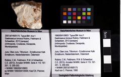 Foto (Objket + Etiketten) von Gastrosacus torosus (Robins, Feldmann & Schweitzer, 2013) 